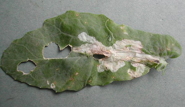 forms a whitish blotch