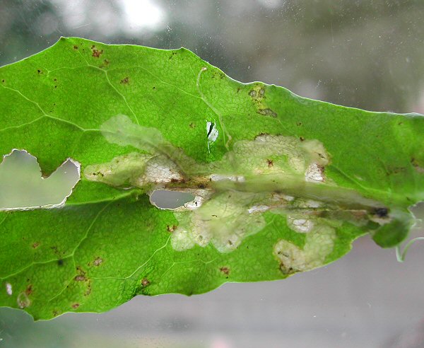the blotch mine spans the midrib