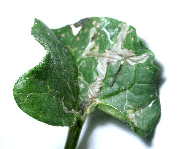 the blotch mine spans the midrib