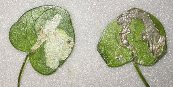 these are very small leaves - 23mm width