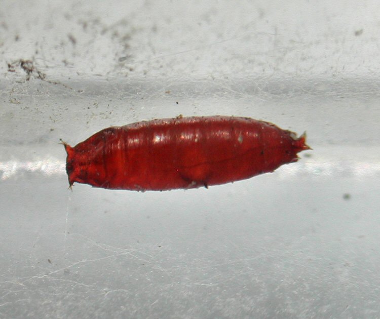 pupa