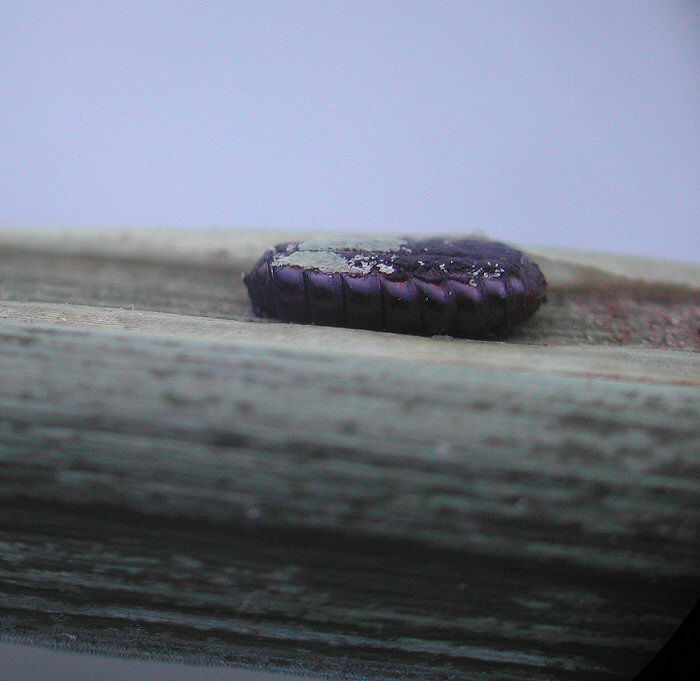 pupa