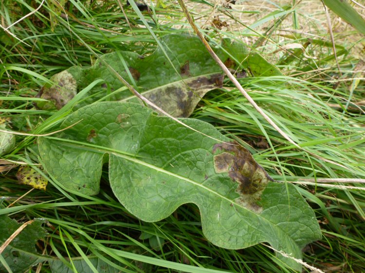 large blotch mines formed