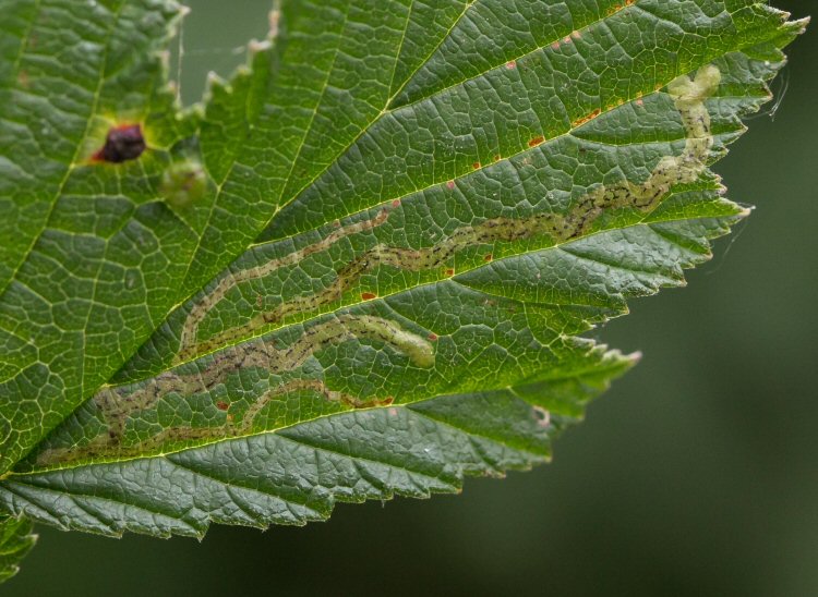 mine with larva