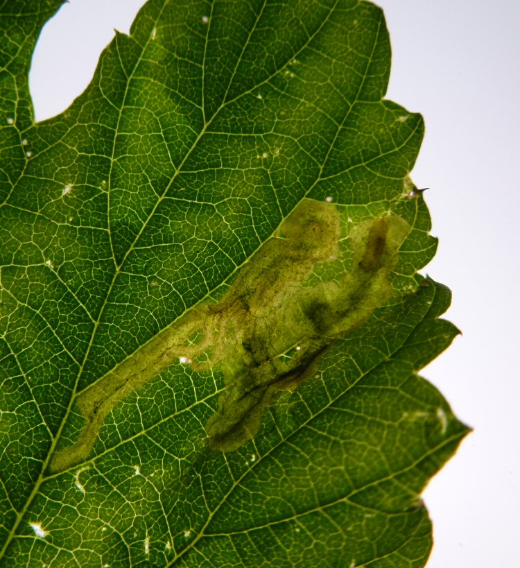 larva in mine
