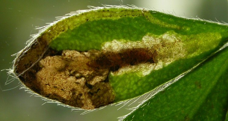 makes a central blotch