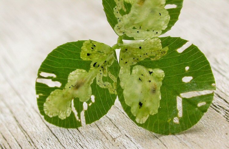larva in mine