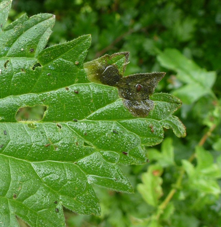 edge mines