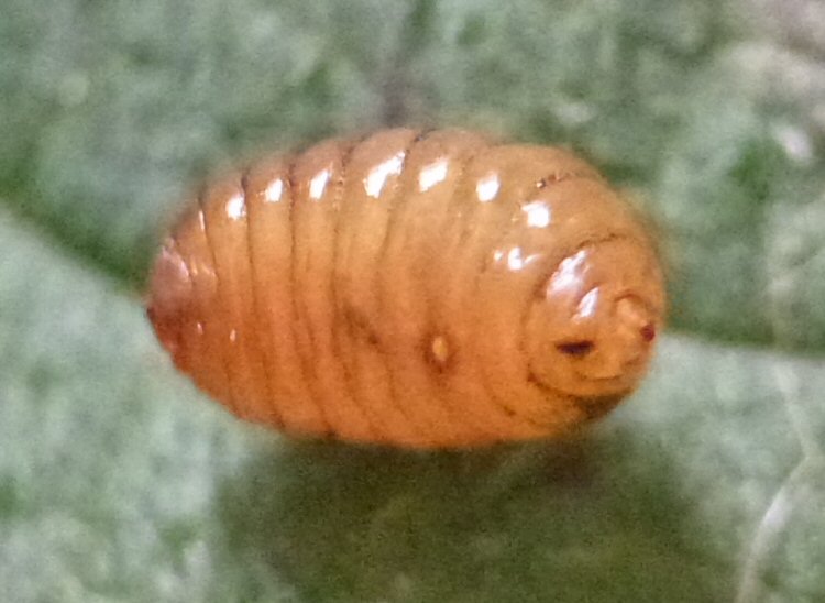 pupa