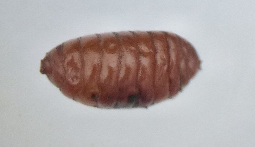 pupa