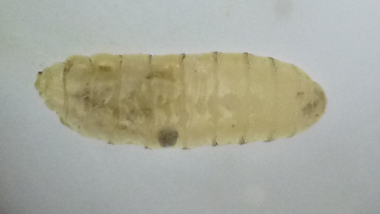 larva 