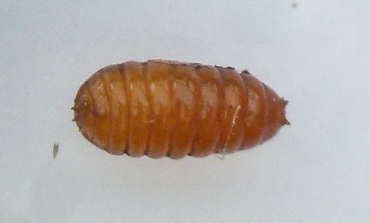 puparium dorsal