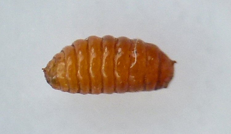puparium lateral