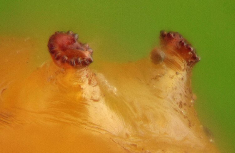 posterior spiracles