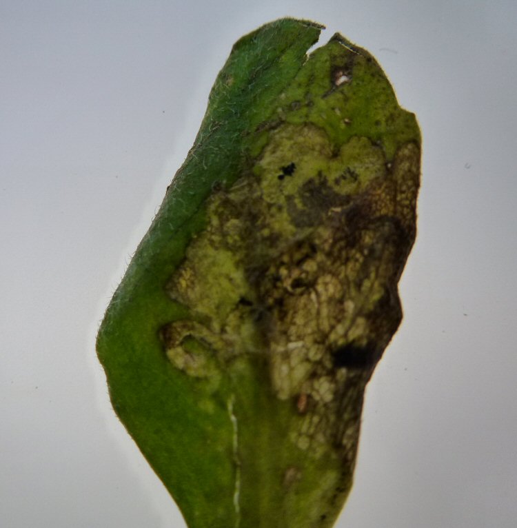 puparium in mine