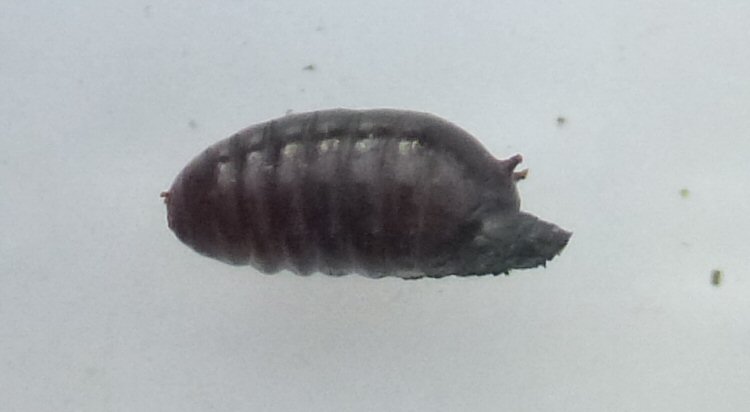 puparium