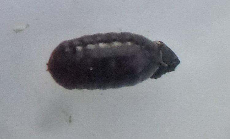 dorsal view of puparium