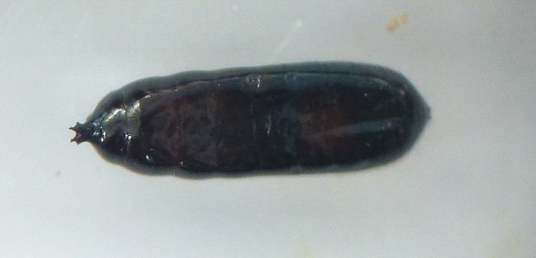 puparium dorsal