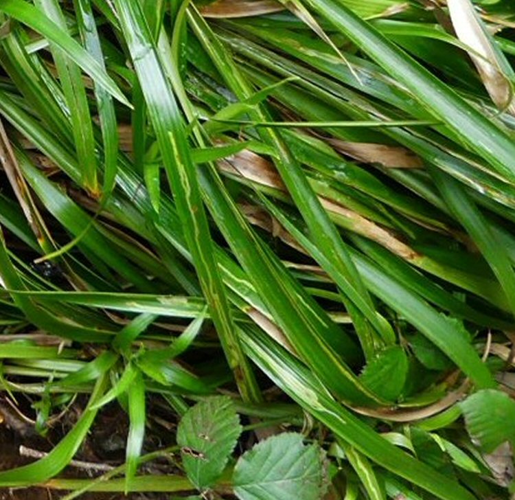 long yellow green mines