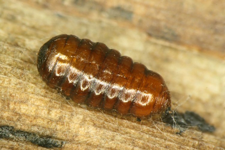 pupa