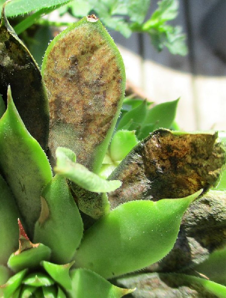 mined leaves