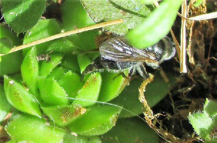 female laying egg