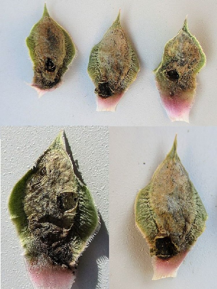 mined leaves