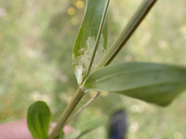 blotch mine from leaf base