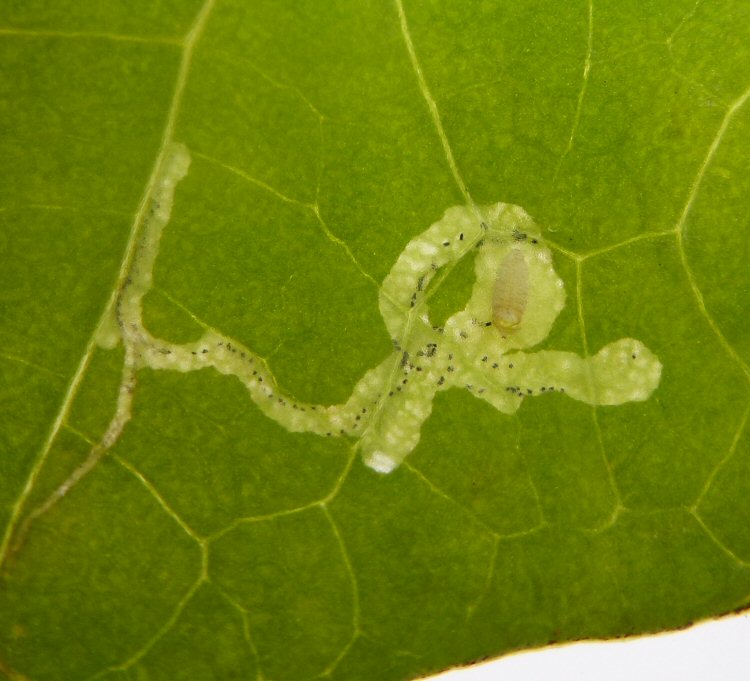 mine with exuviae