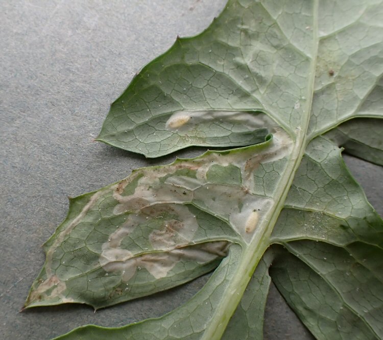 pupaaria formed under the leaf