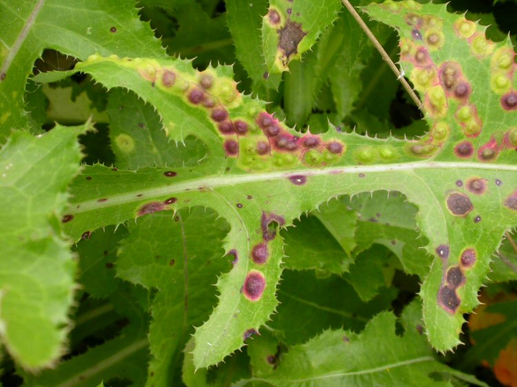 pustules turn purple