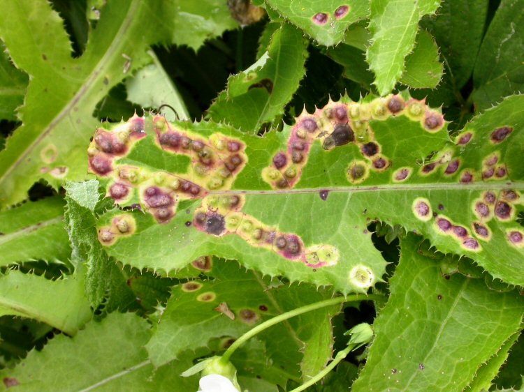 there may be several pustules in a leaf