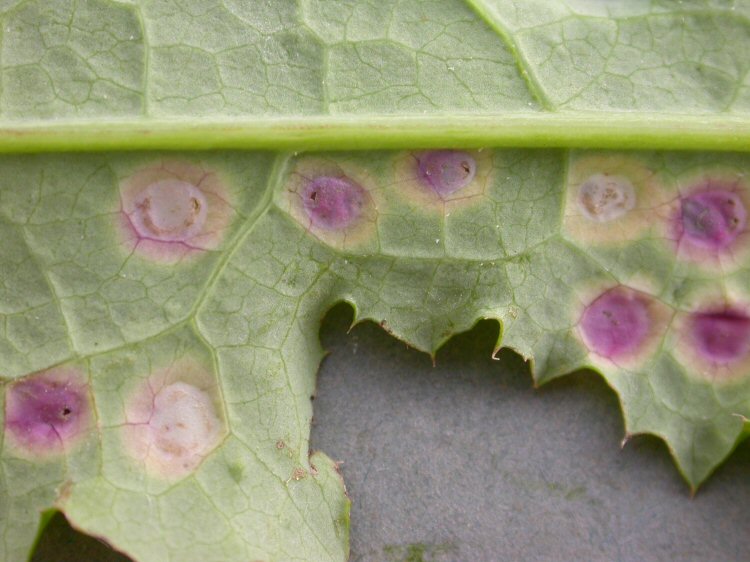 lower surface