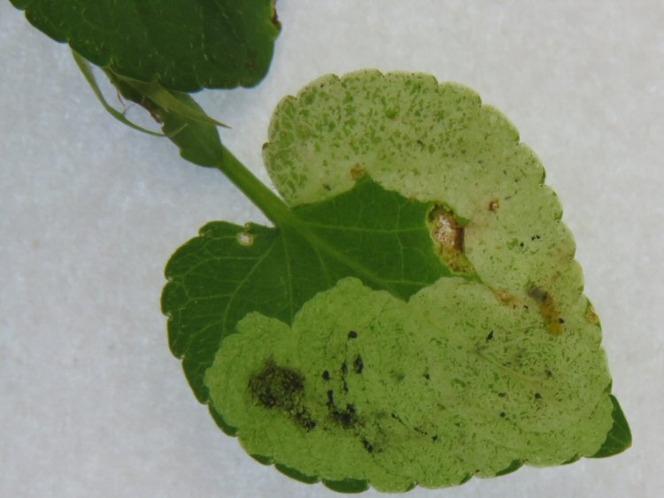 whitish upper surface blotch
