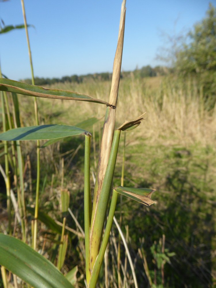 cigar gall formed