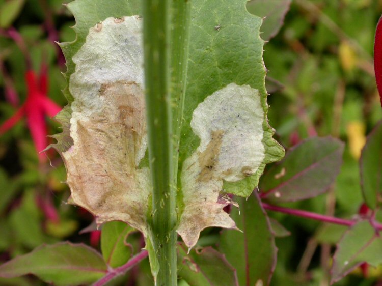 forms blotch mines
