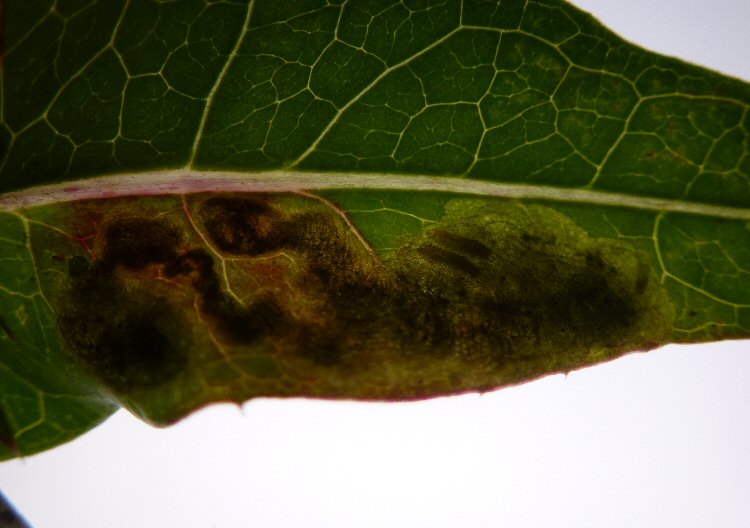 several larvae in mine