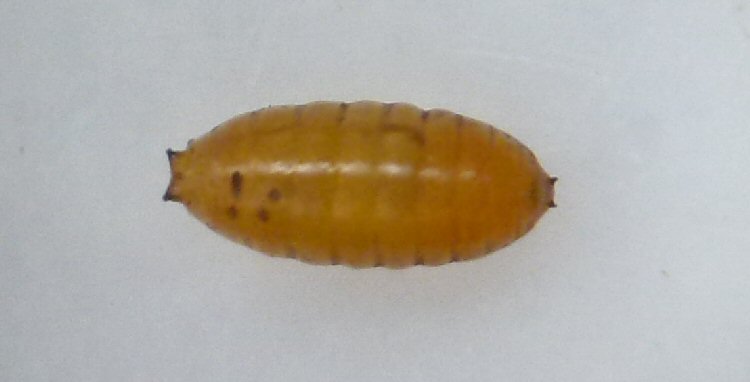 puparium dorsal view