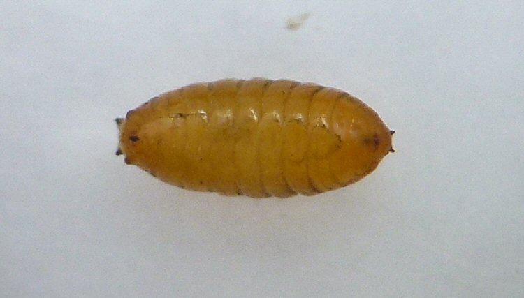 puparium ventral view