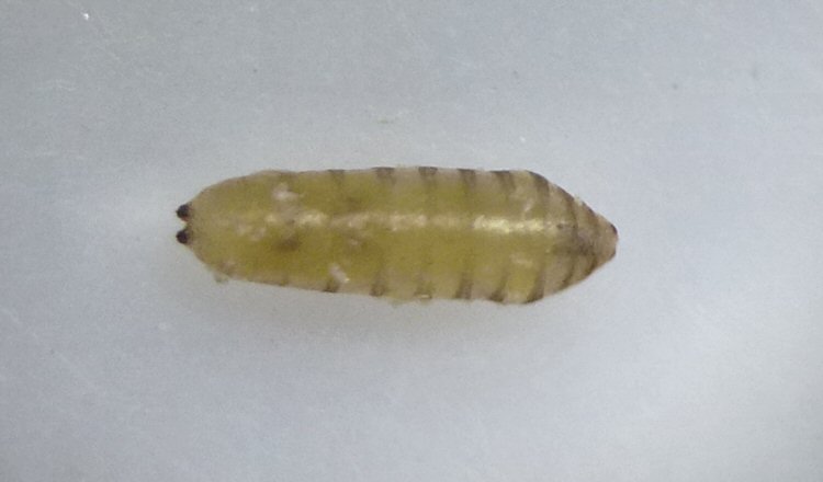 dorsal
