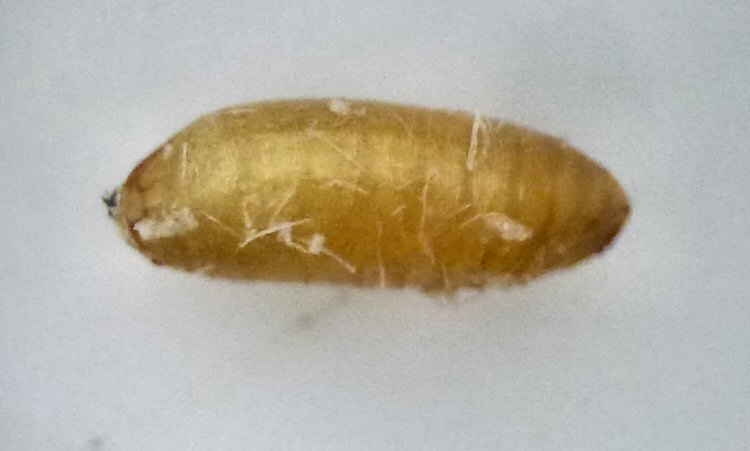 puparium lateral view