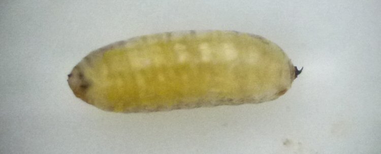 puparium lateral
