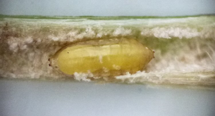 whitish yellow puparium