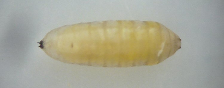 puparium dorsal view