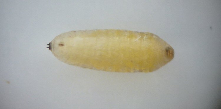 ventral view