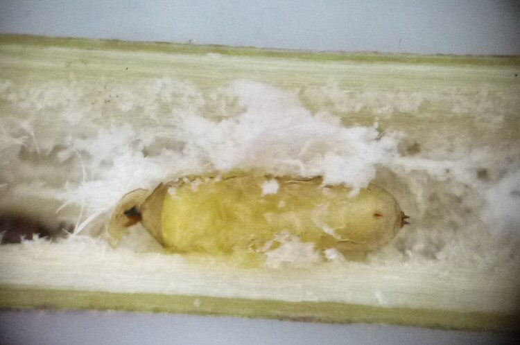 puparium dorsal view