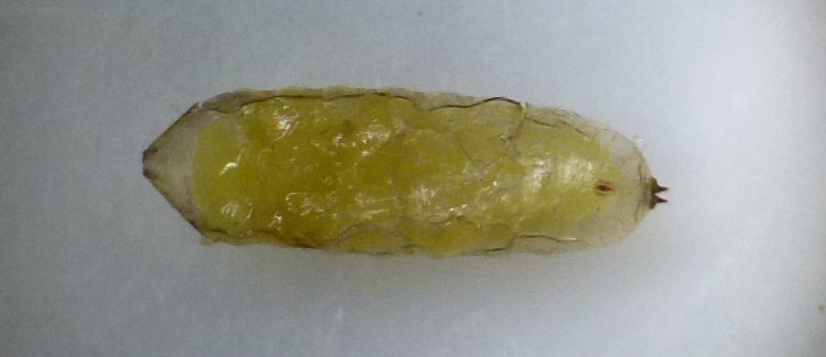 ventral view