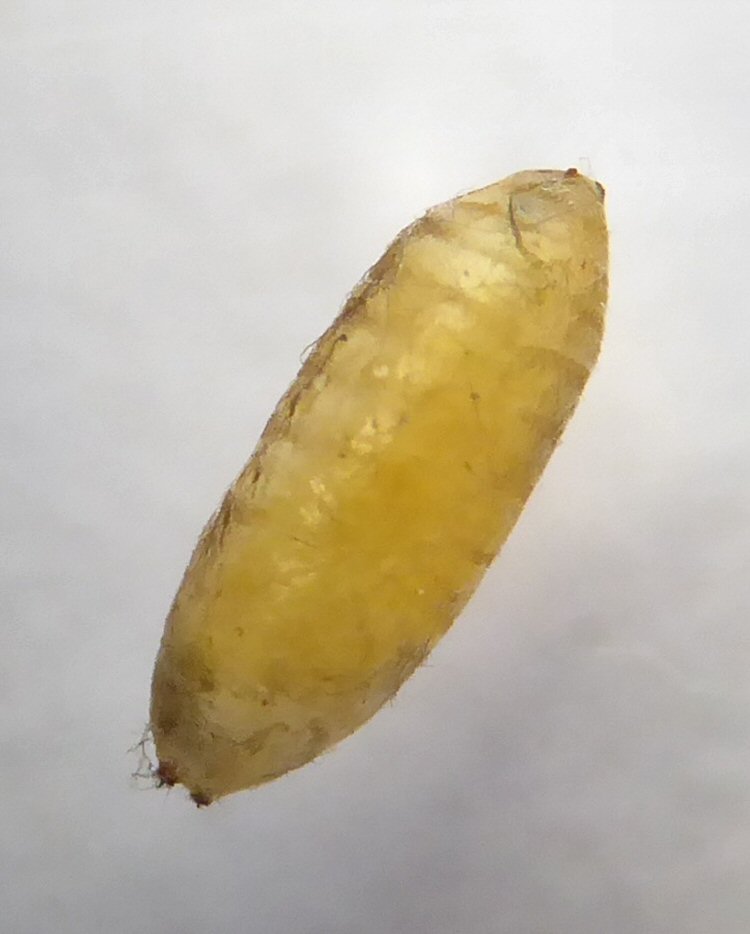puparium