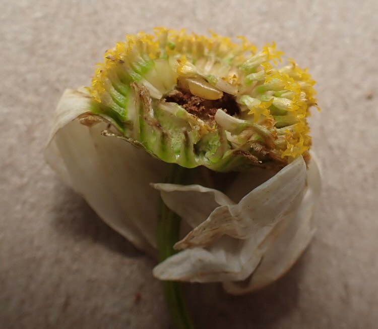 puparium