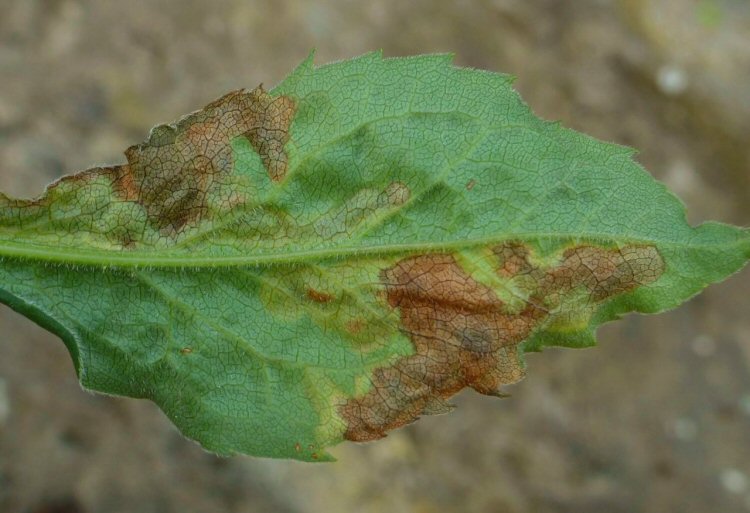 underside of leaf